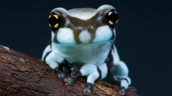 Lovely Poison Frog