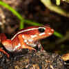 Phantasmal Poison Frog