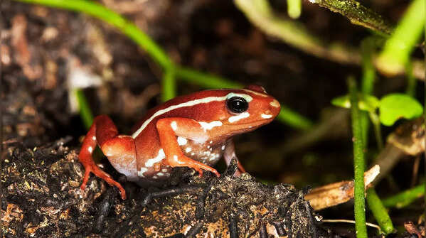 Phantasmal Poison Frog