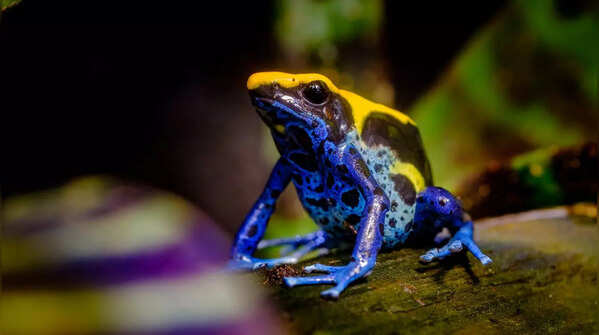 Dyeing Dart Frog