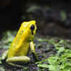 Black-Legged Poison Frog