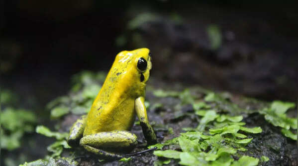 Black-Legged Poison Frog