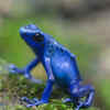 Blue Poison Dart Frog