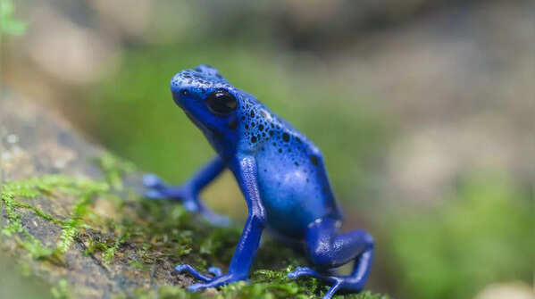 Blue Poison Dart Frog