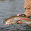 Rainbow trout
