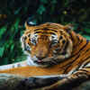 Madhav Tiger Reserve (2025)