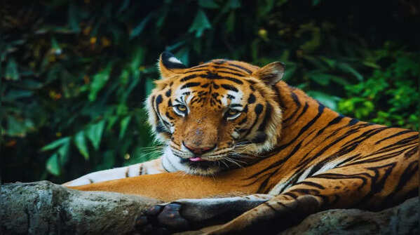 Madhav Tiger Reserve (2025)