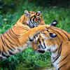 Ratapani Tiger Reserve (2024)