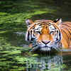 Veerangana Durgavati Tiger Reserve (2023)