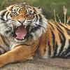 Sanjay-Dubri Tiger Reserve (2011)
