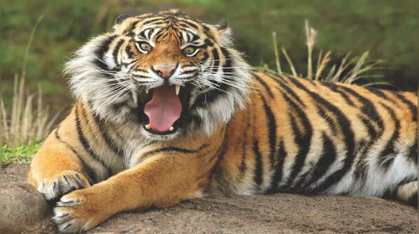 Sanjay-Dubri Tiger Reserve (2011)