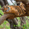 Satpura Tiger Reserve (2007)