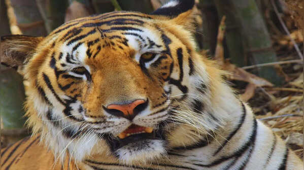 Panna Tiger Reserve (2007)
