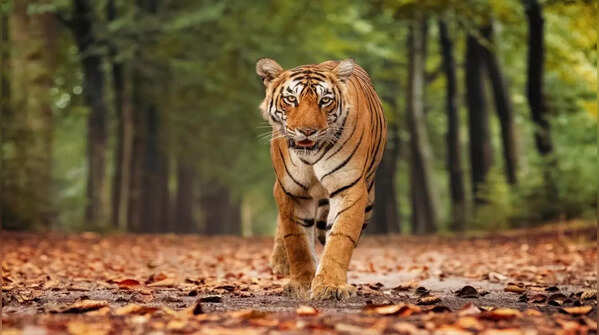 Pench Tiger Reserve (2007)