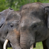 Article image for: Pachyderms displaying <i class="tbold">emotional awareness</i>