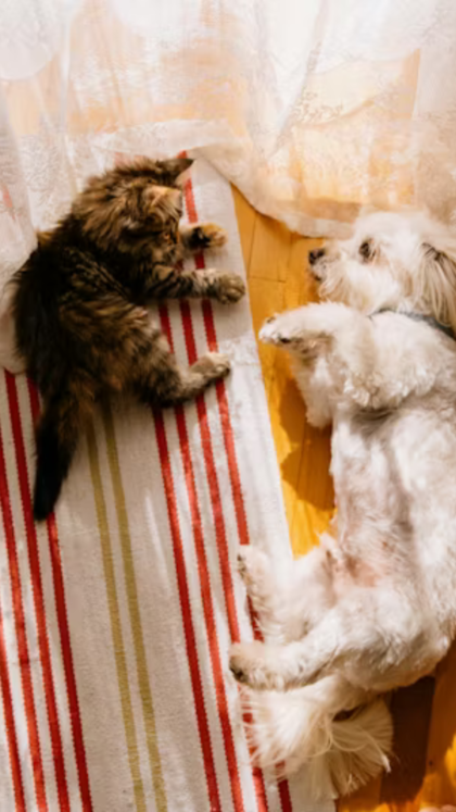 Can animals think like us? 8 mind-blowing examples for curious students