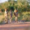 Kruger National Park, South Africa
