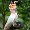 Major Mitchell’s Cockatoo – Priced between 8-10 lakhs