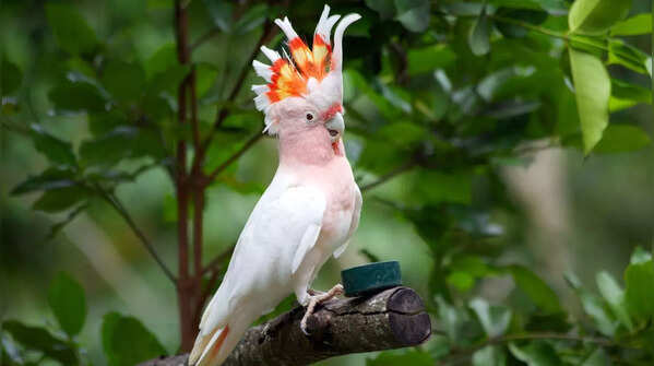 Major Mitchell’s Cockatoo – Priced between 8-10 lakhs