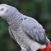 African Grey Parrot – Up to 10 lakhs