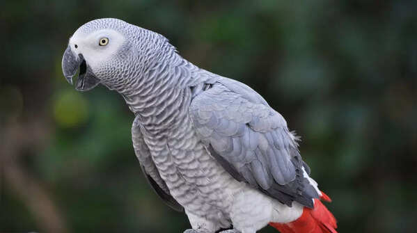 African Grey Parrot – Up to 10 lakhs