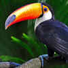 Toucan – Priced between 8 to 13 lakhs