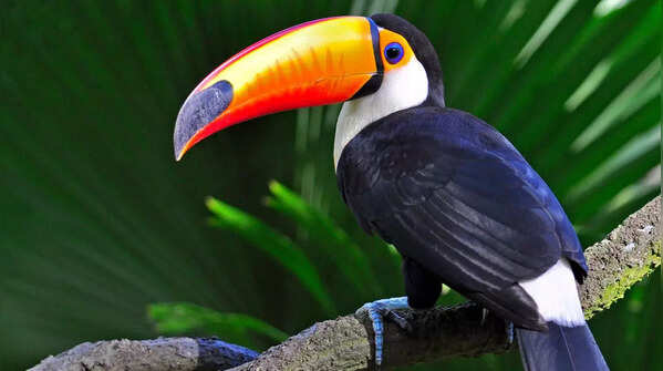 Toucan – Priced between 8 to 13 lakhs
