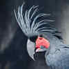 Palm Cockatoo – Upto INR 17 lakhs