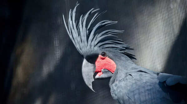 Palm Cockatoo – Upto INR 17 lakhs