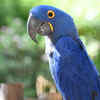 Hyacinth Macaw – Up to approximately INR 34 lakhs 