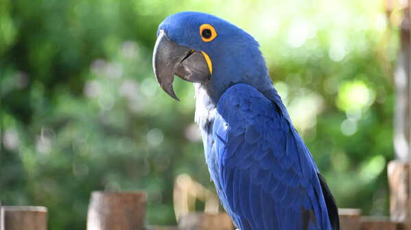 Hyacinth Macaw – Up to approximately INR 34 lakhs