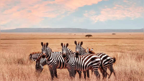 Serengeti National Park, Tanzania
