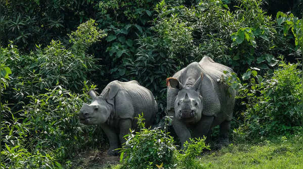 Kaziranga National Park