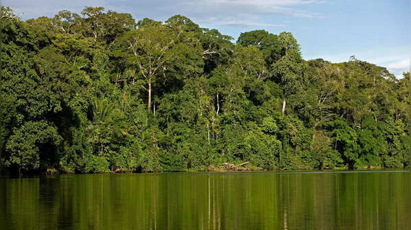 Manú National Park, Peru
