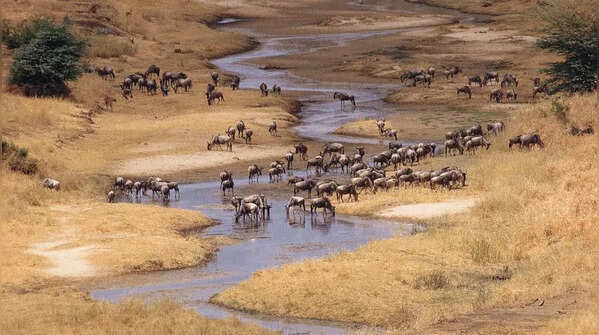 Tarangire National Park, Tanzania
