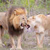 Kruger National Park, South Africa
