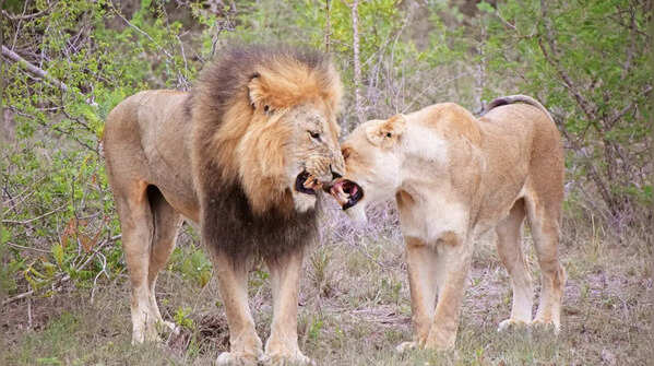 Kruger National Park, South Africa