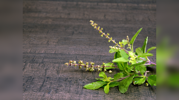 Tulsi (Holy Basil)