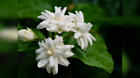 Jasmine (Mogra/Chameli)