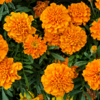 Marigold (Genda)