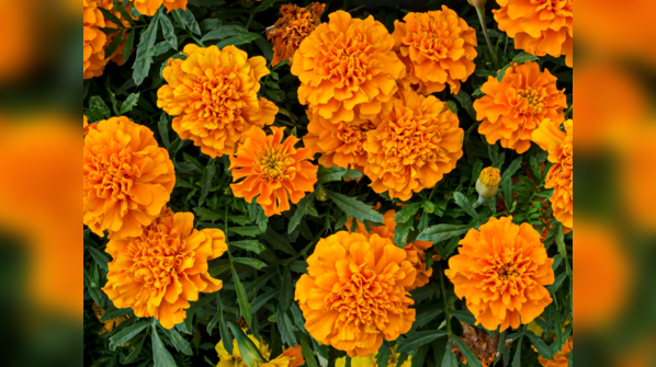 Marigold (Genda)