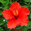 Hibiscus (Japa Pushpa)