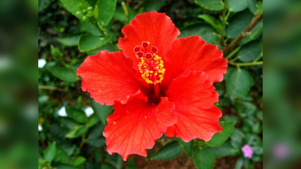 Hibiscus (Japa Pushpa)