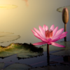Lotus (Kamal)