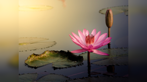 Lotus (Kamal)