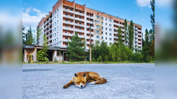 Mutated wildlife in a radioactive ecosystem