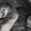 Rs 25.83 cr spent on penguin upkeep