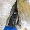 Penguin family grows from 8 to 21