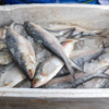 Fish and curd 