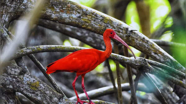 Caroni Bird Sanctuary (Trinidad)